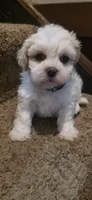 Blue Ben, a male Shichon for sale in Chesapeake, VA – 7 of 8