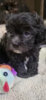 Teddy Bear- Boy, a male Shichon for sale in Chesapeake, VA – 3 of 7