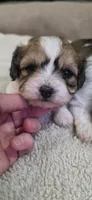 Shichon pink girl, a female Shichon for sale in Chesapeake, VA – 4 of 9
