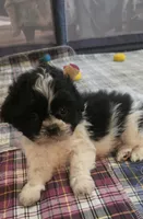 Red  Girl, a male Shichon for sale in Chesapeake, VA – 9 of 10