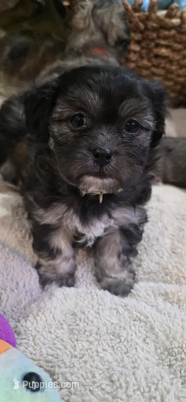 Shichon - Boy – Shichon puppy for sale in Chesapeake, VA