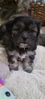 Shichon - Boy, a male Shichon for sale in Chesapeake, VA – 1 of 10