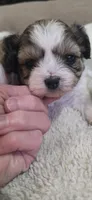Shichon yellow girl, a female Shichon for sale in Chesapeake, VA – 3 of 5