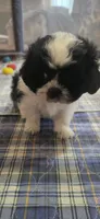 Brown Boy, a male Shichon for sale in Chesapeake, VA – 10 of 10