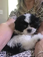 Tabby- Teddy Bear , a female Shichon for sale in Chesapeake, VA – 6 of 9