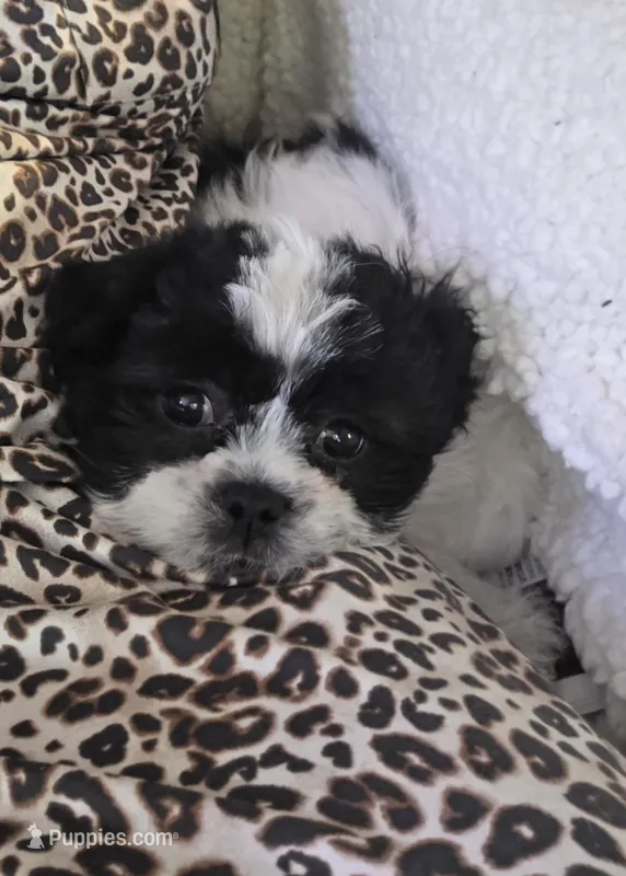 Tabby- Teddy Bear  – Shichon puppy for sale in Chesapeake, VA