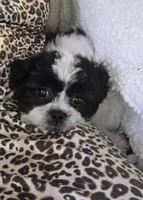 Tabby- Teddy Bear , a female Shichon for sale in Chesapeake, VA – 1 of 9