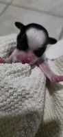 Rudolph- Xmas, a male Shichon for sale in Chesapeake, VA – 2 of 10