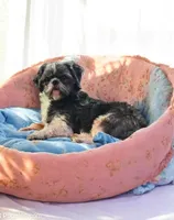 Joey- Teddy Bear, a male Shichon for sale in Chesapeake, VA – 10 of 10