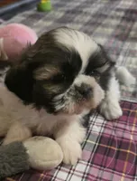 Pink Girl, a female Shichon for sale in Chesapeake, VA – 3 of 10
