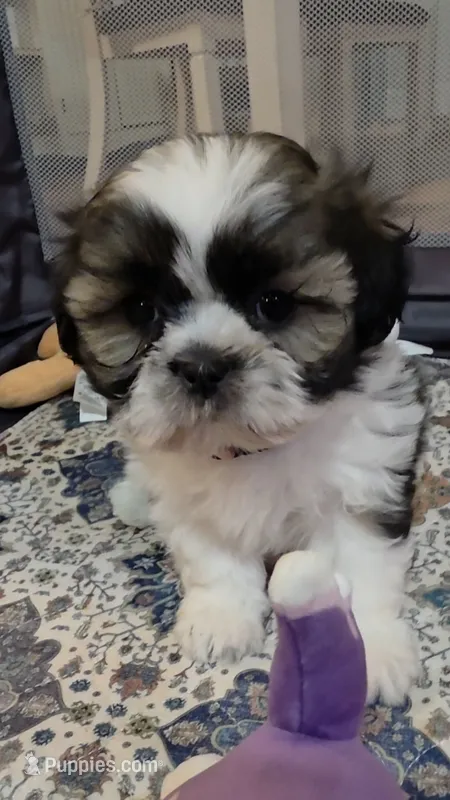 Pink Girl – Shichon puppy for sale in Chesapeake, VA