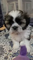 Pink Girl, a female Shichon for sale in Chesapeake, VA – 1 of 10