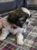 Pink Girl, a female Shichon for sale in Chesapeake, VA – 10 of 10