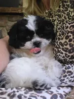 Tabby- Teddy Bear , a female Shichon for sale in Chesapeake, VA – 5 of 9
