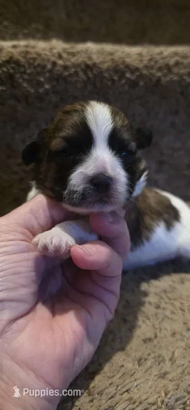 Jenna- Teddy Bear  – Shichon puppy on hold in Chesapeake, VA