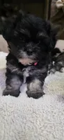Shichon Girl, a female Shichon for sale in Chesapeake, VA – 2 of 8