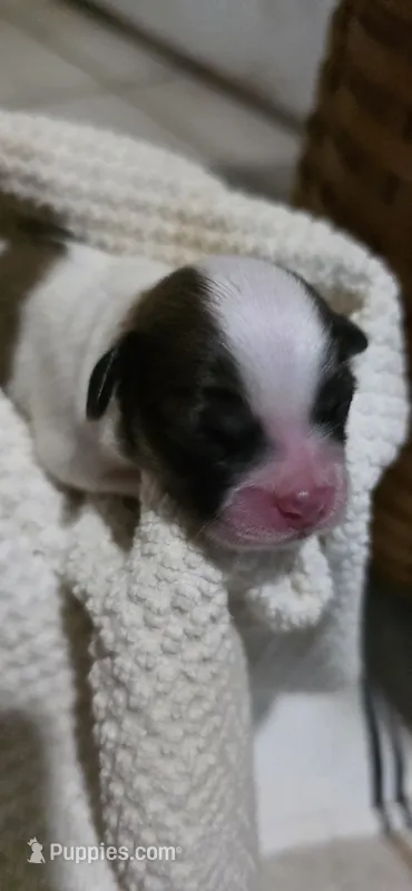 Xmas Comet (brings strength & light)  – Shichon puppy for sale in Chesapeake, VA