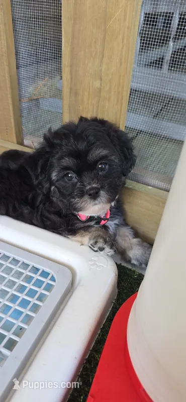 Shichon  TEDDY Bear-Girl – Shichon puppy for sale in Chesapeake, VA