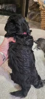 Shichon Girl, a female Shichon for sale in Chesapeake, VA – 4 of 8