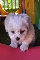 Penelope Purple, a female Shichon for sale in Chesapeake, VA – 4 of 10