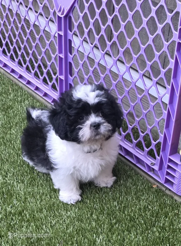 Brown Boy – Shichon puppy for sale in Chesapeake, VA