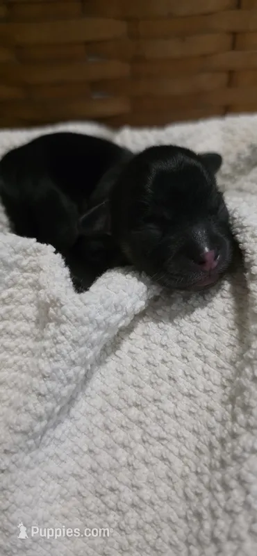 Xmas Dancer (graceful & lively) – Shichon puppy for sale in Chesapeake, VA