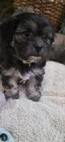 Shichon - Boy, a male Shichon for sale in Chesapeake, VA – 4 of 10
