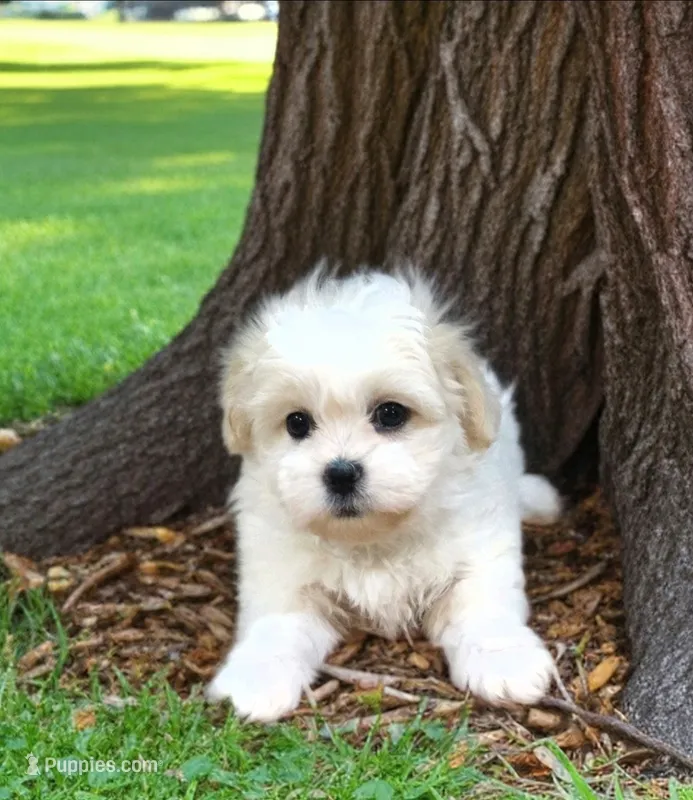 Shichon purple girl – Shichon puppy for sale in Chesapeake, VA