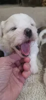 Shichon purple girl, a female Shichon for sale in Chesapeake, VA – 7 of 8