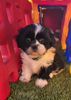 Girl Teal, a female Shichon for sale in Chesapeake, VA – 6 of 10