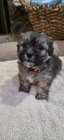 Shichon  TEDDY Bear-Girl, a female Shichon for sale in Chesapeake, VA – 4 of 10