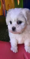 Penelope Purple, a female Shichon for sale in Chesapeake, VA – 10 of 10
