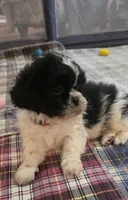 Red  Girl, a male Shichon for sale in Chesapeake, VA – 3 of 10
