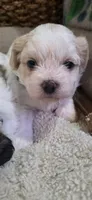 Shichon blue boy, a male Shichon for sale in Chesapeake, VA – 5 of 10