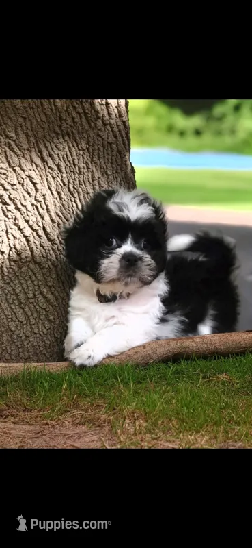 Brown Boy – Shichon puppy for sale in Chesapeake, VA