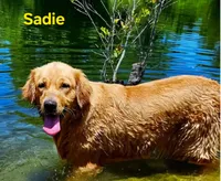 AKC Golden Betsy, a female Golden Retriever for sale in Chesapeake, VA – Photo 9 of 10