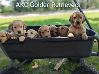 AKC Golden Betsy, a female Golden Retriever for sale in Chesapeake, VA – Photo 10 of 10