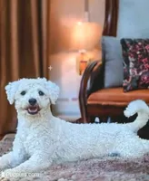 Joey- Teddy Bear, a male Shichon for sale in Chesapeake, VA – 9 of 10