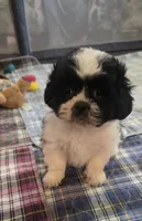 Brown Boy, a male Shichon for sale in Chesapeake, VA – 6 of 10