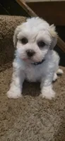 Blue Ben, a male Shichon for sale in Chesapeake, VA – 6 of 8