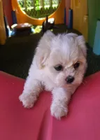 Penelope Purple, a female Shichon for sale in Chesapeake, VA – 9 of 10