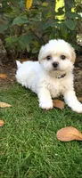 Blue Ben, a male Shichon for sale in Chesapeake, VA – 8 of 8
