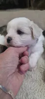Shichon purple girl, a female Shichon for sale in Chesapeake, VA – 5 of 8