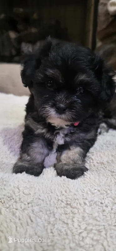 Shichon Girl – Shichon puppy for sale in Chesapeake, VA