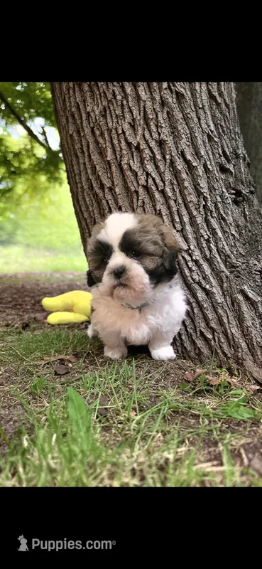 Boy Blue – Shichon puppy for sale in Chesapeake, VA