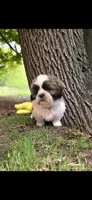 Bobby Bleu, a male Shichon for sale in Chesapeake, VA – 2 of 10