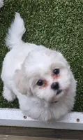 Penelope Purple, a female Shichon for sale in Chesapeake, VA – 3 of 10