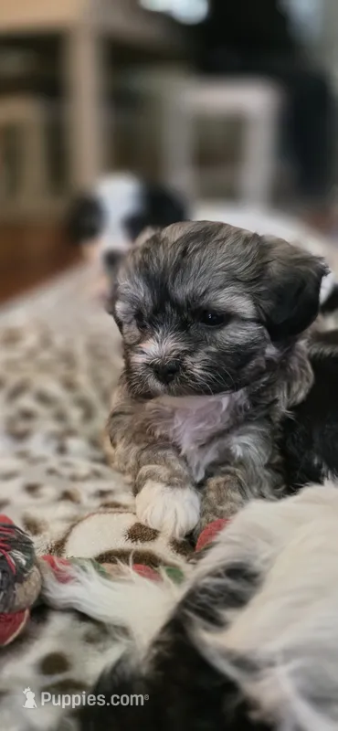 Shichon Teddy Bear- girl