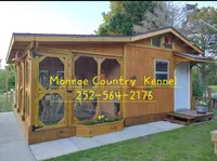 Shichon Teddy Bear- girl, a female Shichon for sale in Chesapeake, VA – Photo 10 of 10