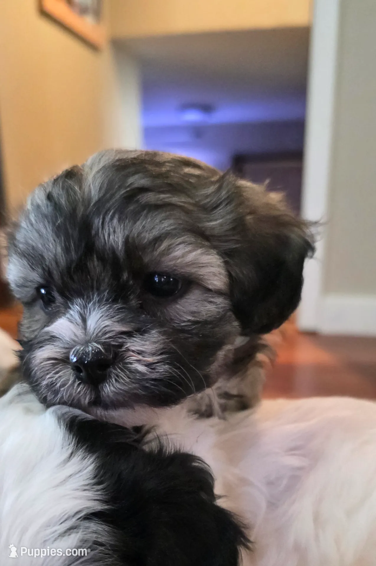 Shichon Teddy Bear- girl, a female Shichon for sale in Chesapeake, VA – Photo 2 of 10